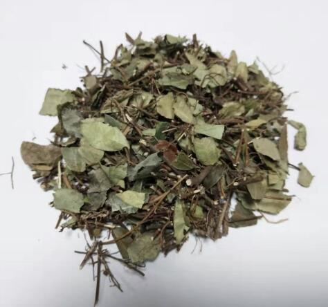 絡(luò )石藤 TRACHELOSPERMI CAULIS ET FOLIUM